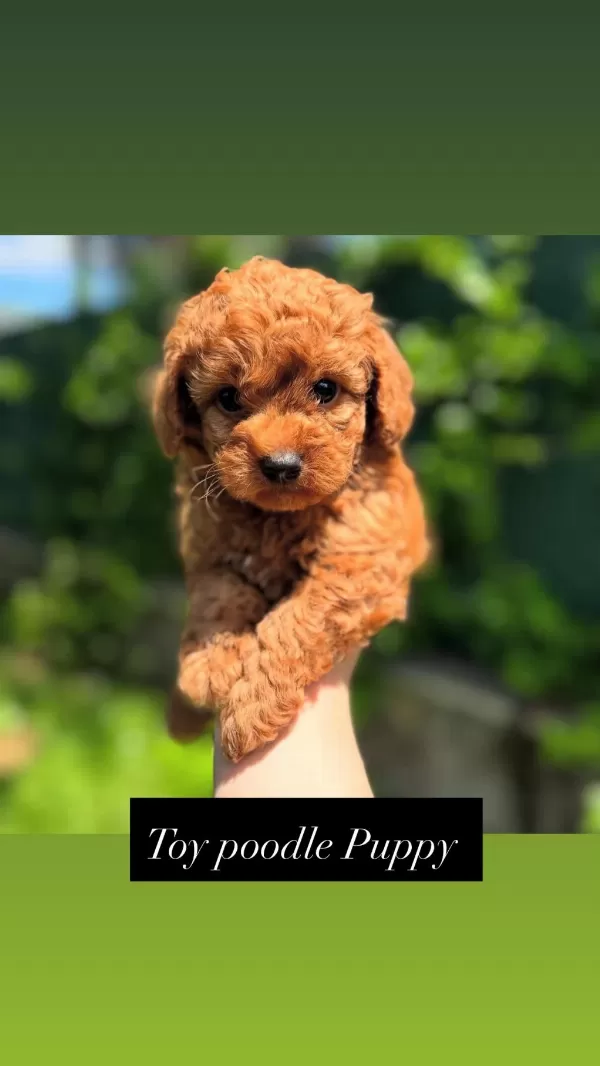Toy Poodle Bebeklerimiz