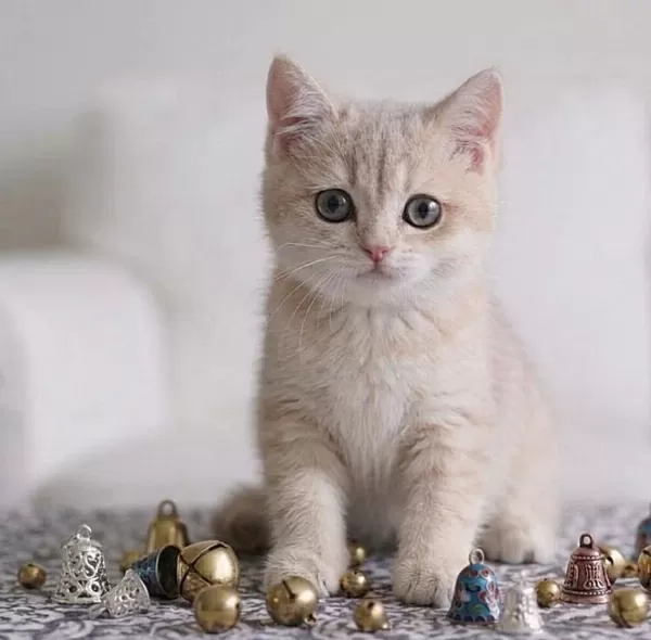 British Shorthair Lilac Gold Dişi Yavru