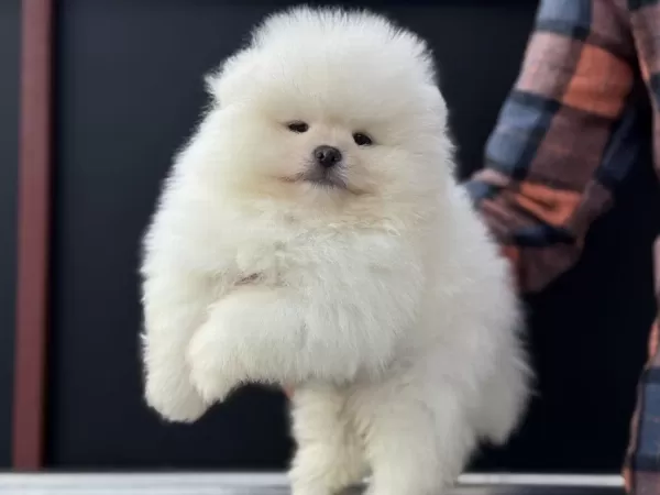 Petmode Köpek Çiftliğinden Tea Cup Pomeranian