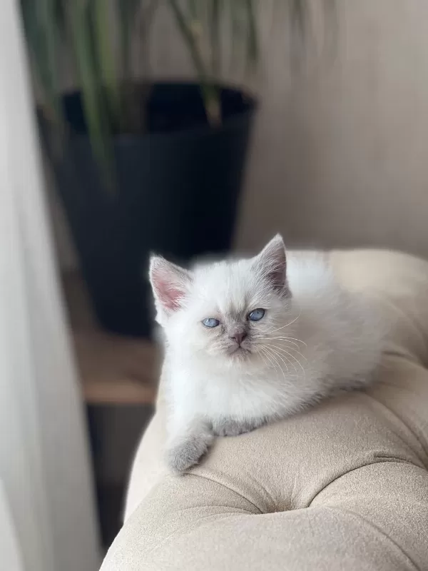 Hemen Teslim British Shorthair Blue Point