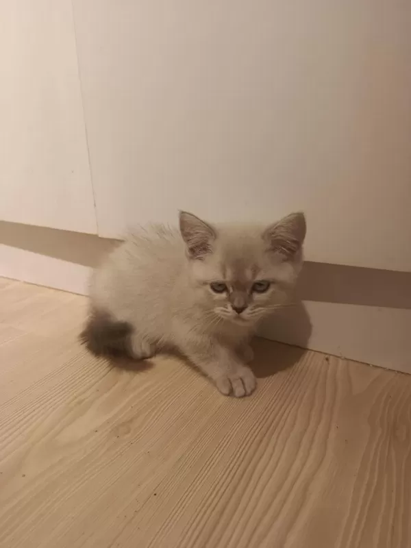 3 Aylık British Shorthair Yavrular
