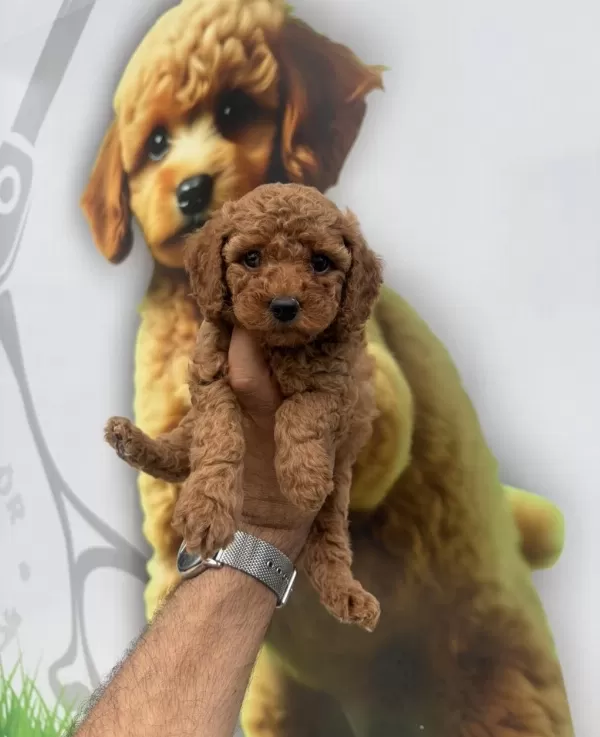 Toy Poodle Yavrularımız