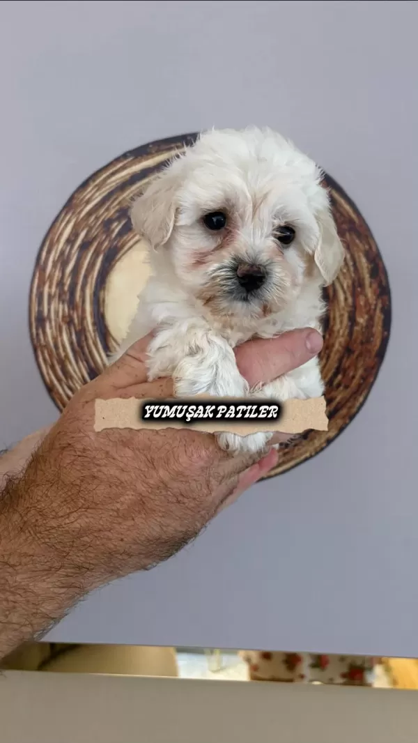 Sağlıklı Kore Maltese