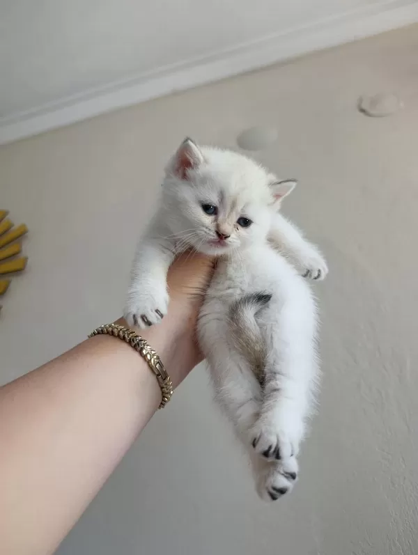 British Shorthair Uygun