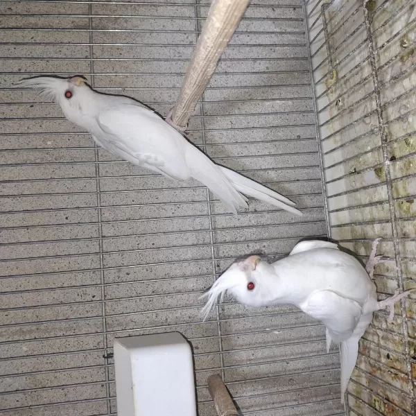 Lutino Ve Albino Sultan Papağanı Yavrular