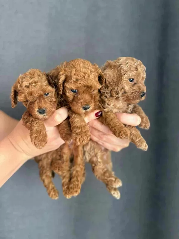 Biblo Güzelliğine Sahip Gerçek Red Toy Poodle