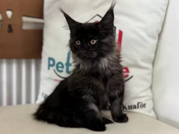Çok Özel Black Smoke Maine Coon Yavrularımız