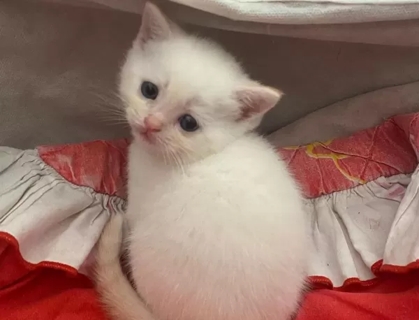 Mavi Gözlü British Shorthair Dişi Yavru Yuva Arıyor