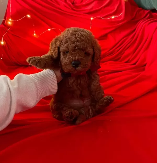 Sevimli Toy Poodle Yavrularımız