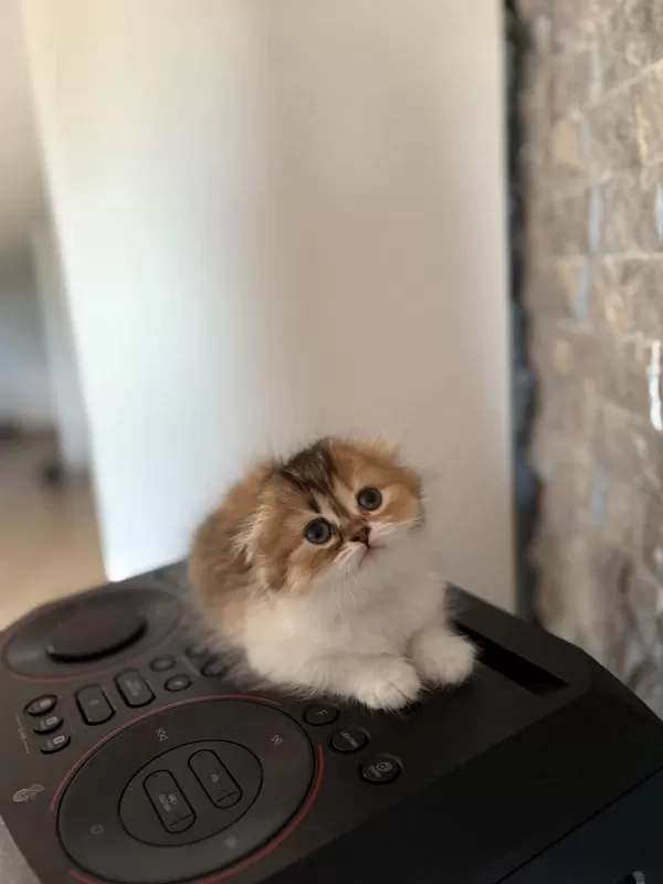 Scottish Fold Golden Yavrularim