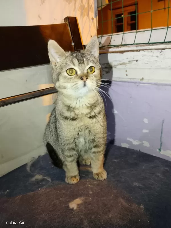 British Shorthair Bebeğimiz Ailesini Arıyor