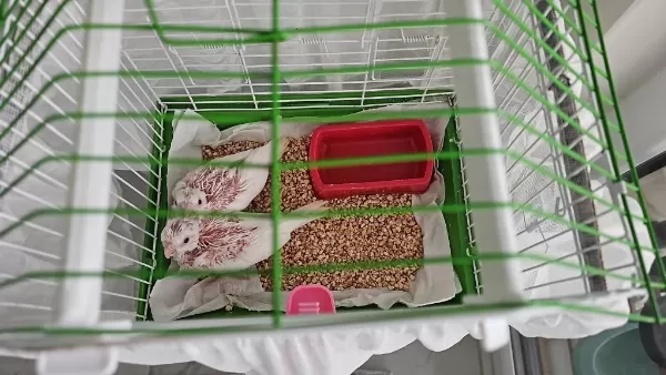 Albino El Besleme Sultan Papağanı