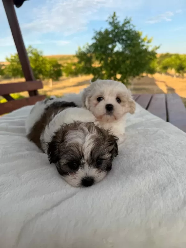 Açık Renk Ve Trecolor Shih Tzu Bebekler Sun Kennels
