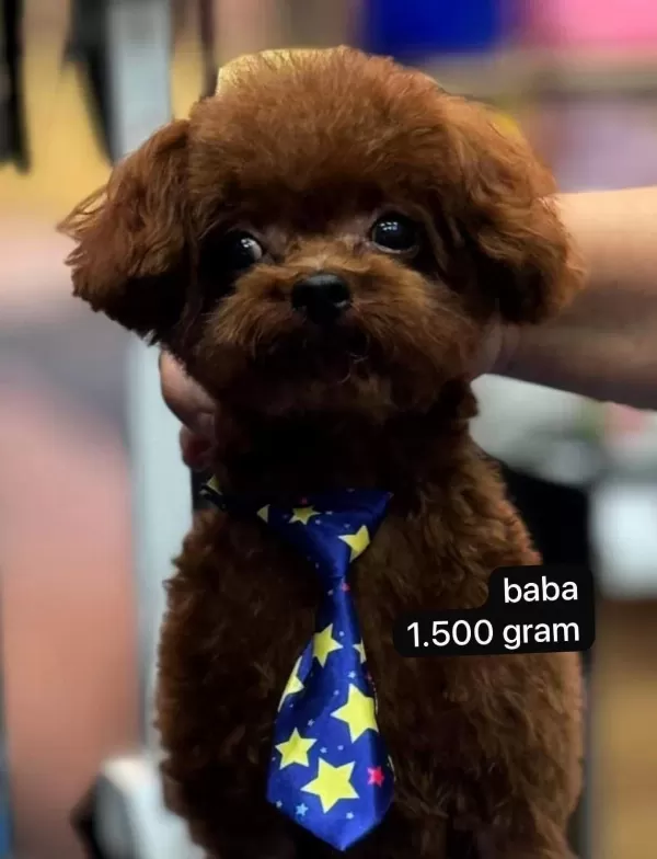 Dişi Ve Erkek Kore Korekan Poodle Yavrularım