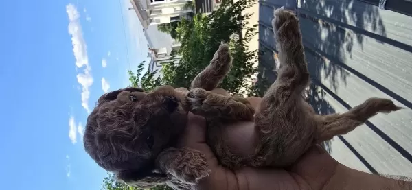 Teacup Poodle Aileden Sahiplendirilecek Baba Kore