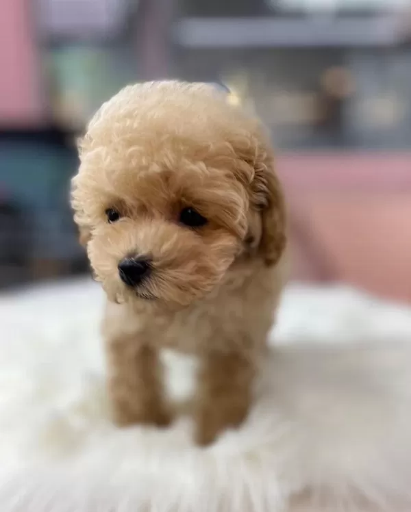 Maltipoo Güzellikler