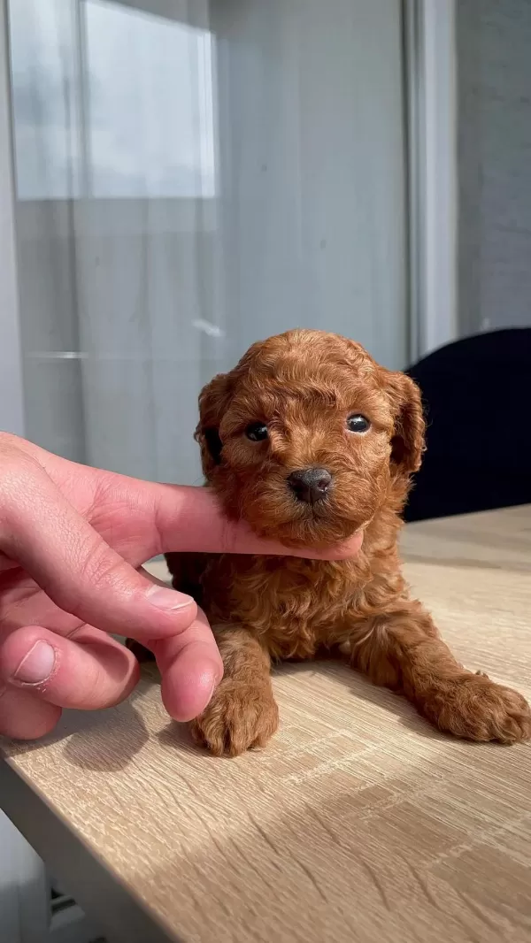 Orjinal Red Brown Kore Poodle Yavrular