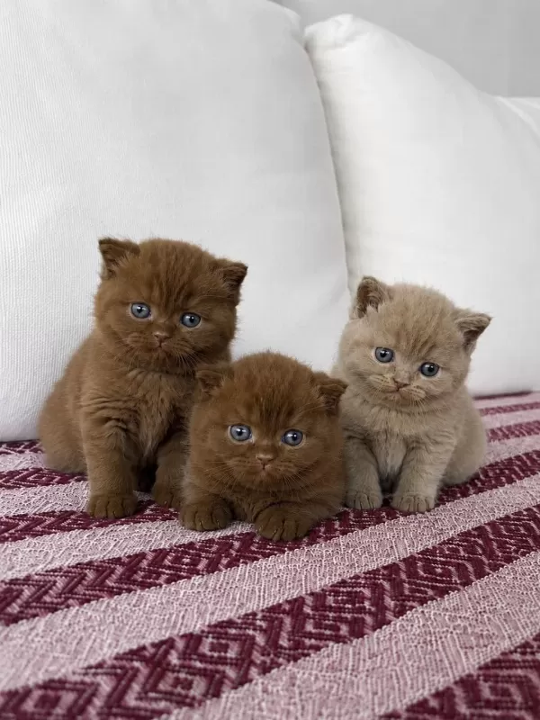 Cinnomon Ve Lilac British Shorthair Yavrular