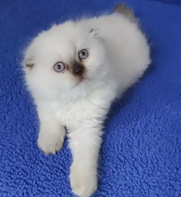 Teslime Hazir Mükemmel Bir Scottish Fold