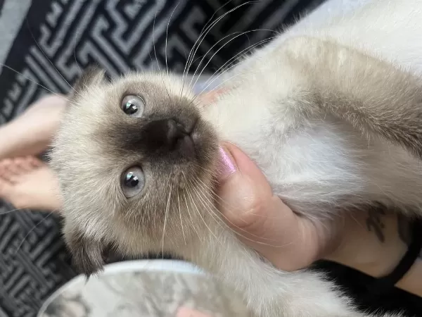 Scottish Fold Bebeklerimiz Yuva Arıyor