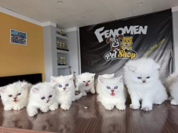 En Güzel British Shorthair Yavrulari Burada