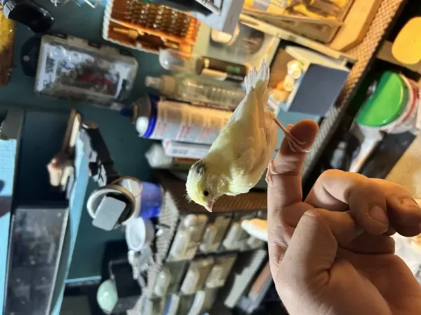 Yavrulu Takım Tek Yavru Ve Damızlık Kanaryalar