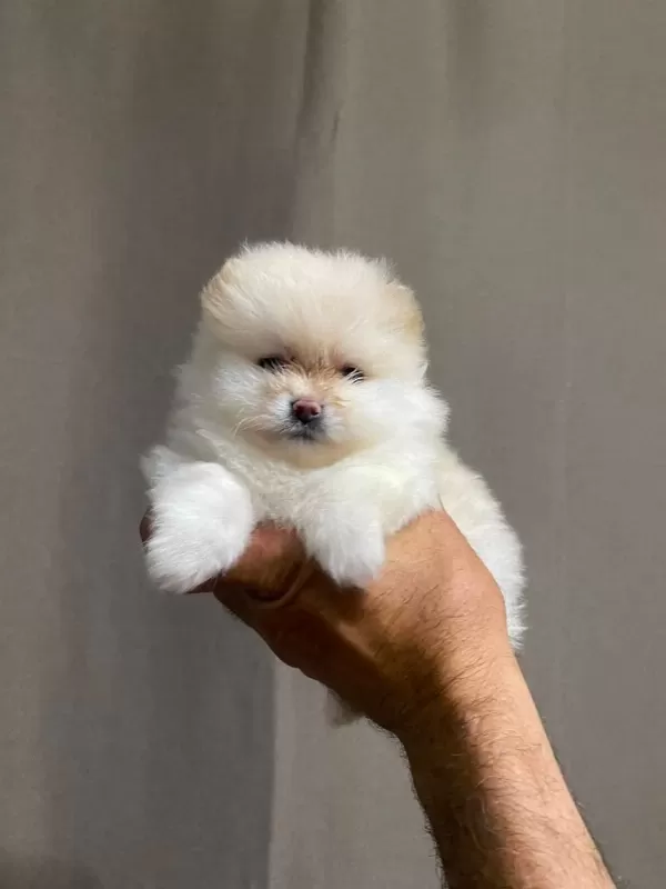 Pomeranian Boo Köpeğimiz