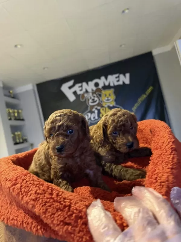 Wv Eğitimli Maltipo Yavrular Maltese Toy Poodle Ankara Da