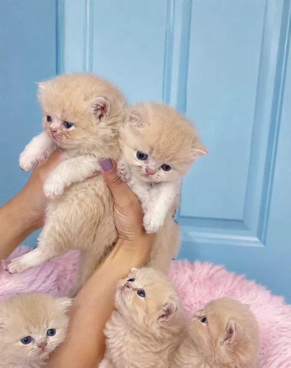Çok Nadir Mavi Gözlü Golden British Shorthair Yavrular