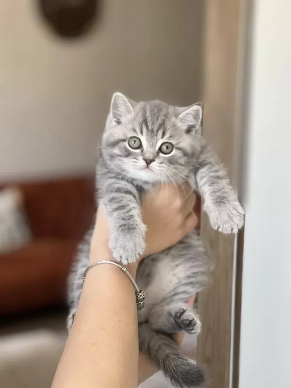 Ayi Surat Aşiri Sevecen British Shorthair Yavrum