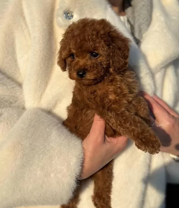 Toy Poodle Yavrularımız