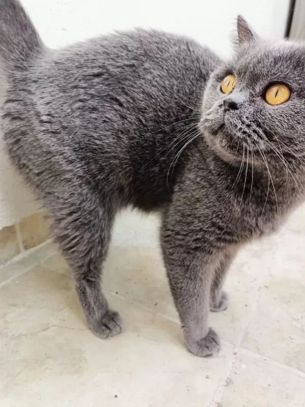 Dişi British Shorthair