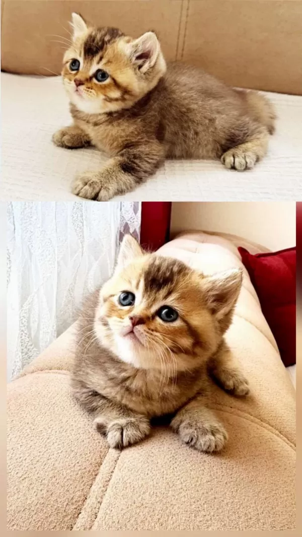 British Shorthair Golden