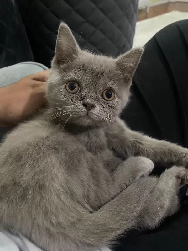Lilac British Shorthair 3 Aylik