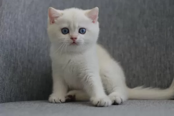 Erkek Golden Point British Shorthair