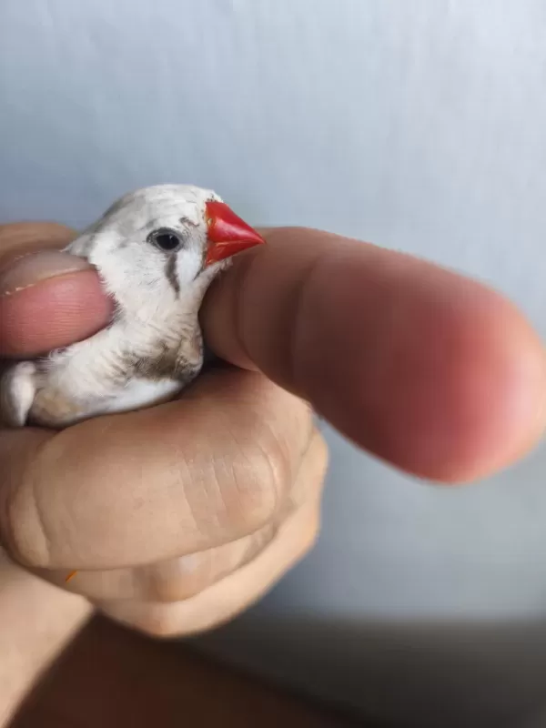 Erkek Dişi Yada Eş Bülbüller