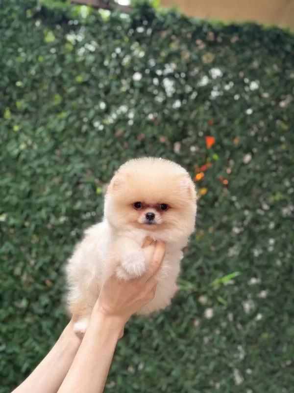Sağlik Ve İrk Garantili Pomeranian Köpekler