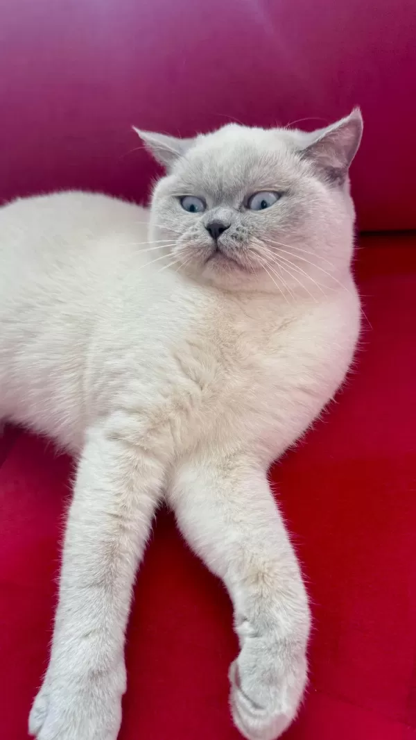 2 Yaşında Dişi Kısırlaştırılmış British Shorthair