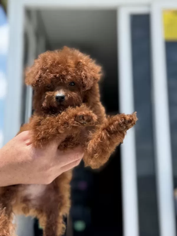 Petmode Köpek Çiftliğinden Kore Toy Poodle Yavrular