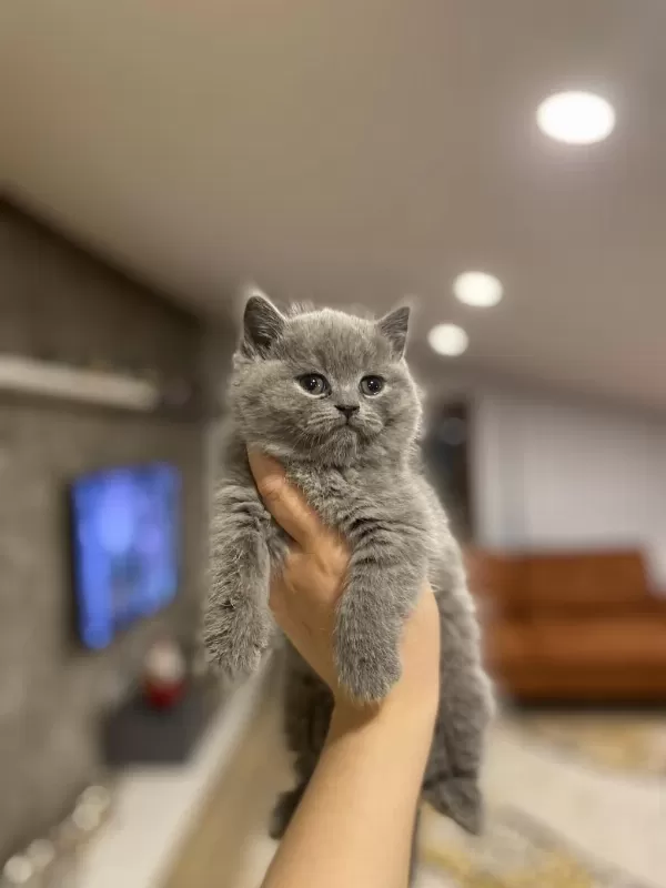 British Shorthair Blue Yavrularim