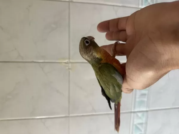 El Besleme Renk Güzeli Konur Papağani