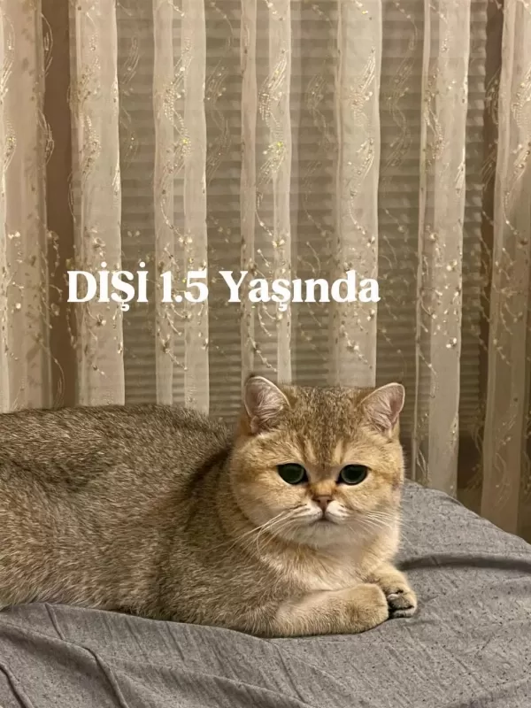 British Shorthair Kediler