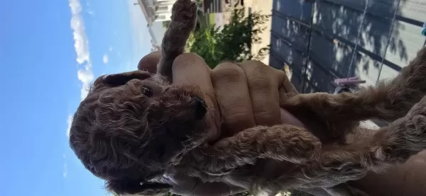 Teacup Poodle Aileden Sahiplendirilecek Baba Kore