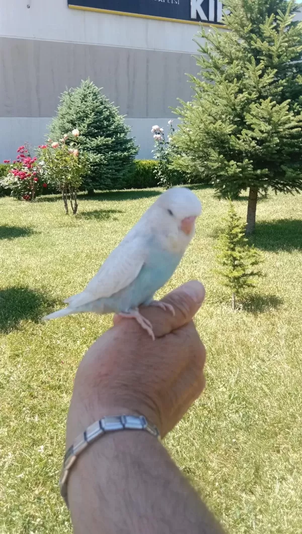 Jumbo Ev Muhabbet Kuşum