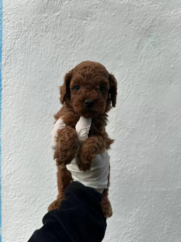 Sevimli Toy Poodle Yavrular