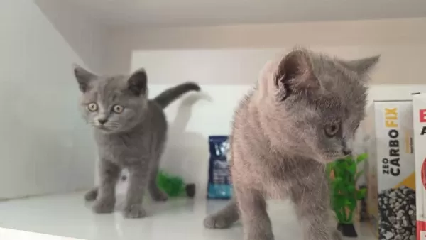 İrk Ve Sağlik Garanti Orjinal British Shorthair