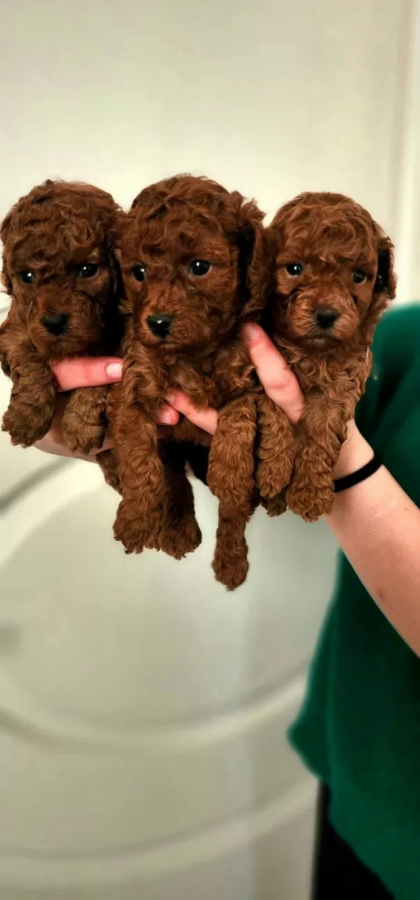 Toy Poodle Bebeklerim