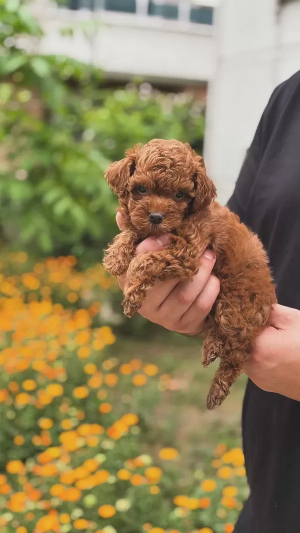 Toy Poodle Dişi Yavrum
