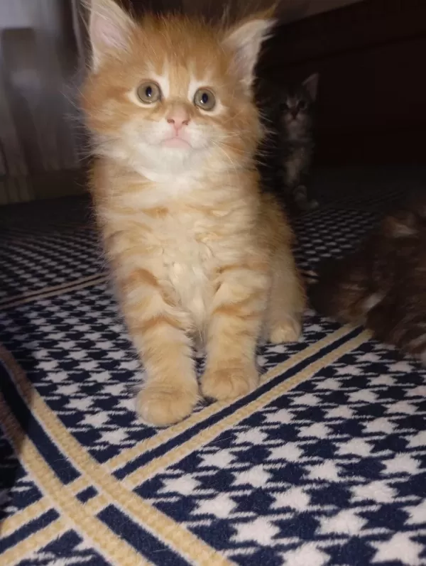 Rus Kanı Maine Coon Yavrular