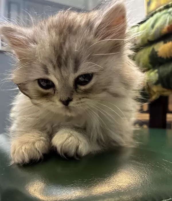 British Shorthair Yavru Kediler